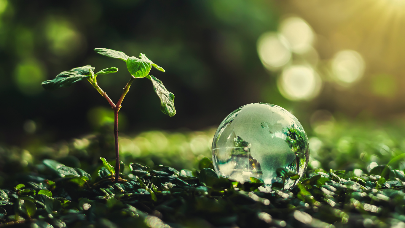 A seedling growing next to a glass globe, representing sustainable business practices and environmental care.